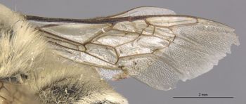 Media type: image;   Entomology 17205 Aspect: Wing front